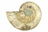 Cut & Polished Ammonite Fossil (Half) - Madagascar #270343-1